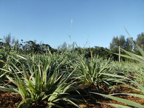 russian grass